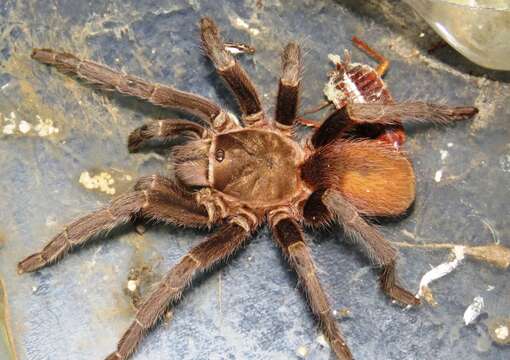 Image de Aphonopelma crinirufum (Valerio 1980)