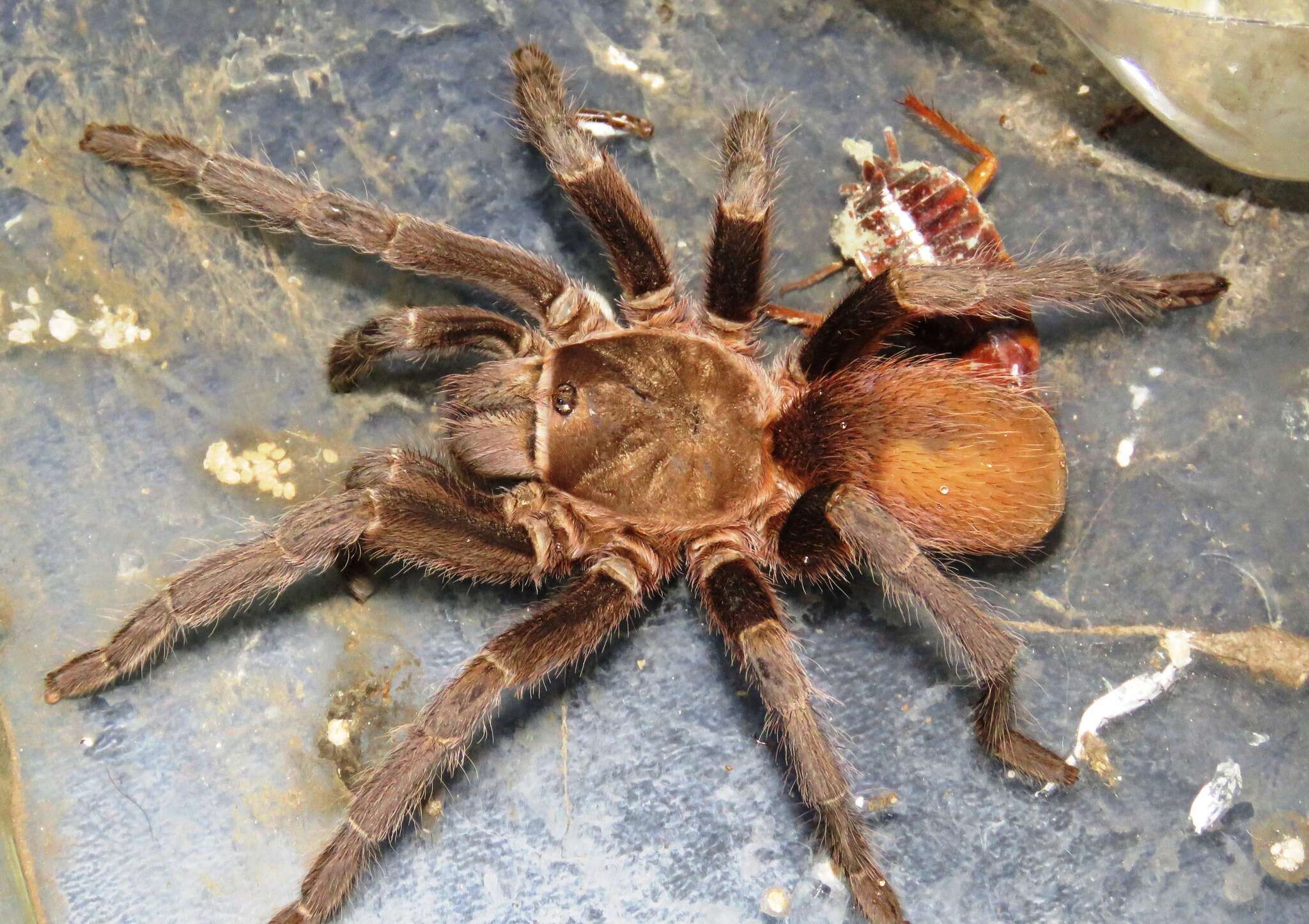 Image of Costa Rican Bluefront Tarantula