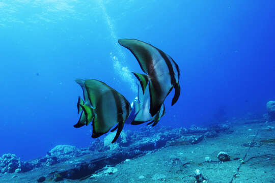 Image of Longfin batfish