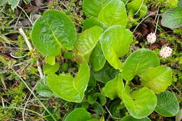 Image of Salix nakamurana subsp. kurilensis (Koidz.) Hiroyoshi Ohashi