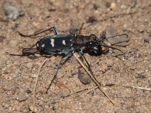 Plancia ëd Cicindela (Ropaloteres) flavosignata Laporte 1835