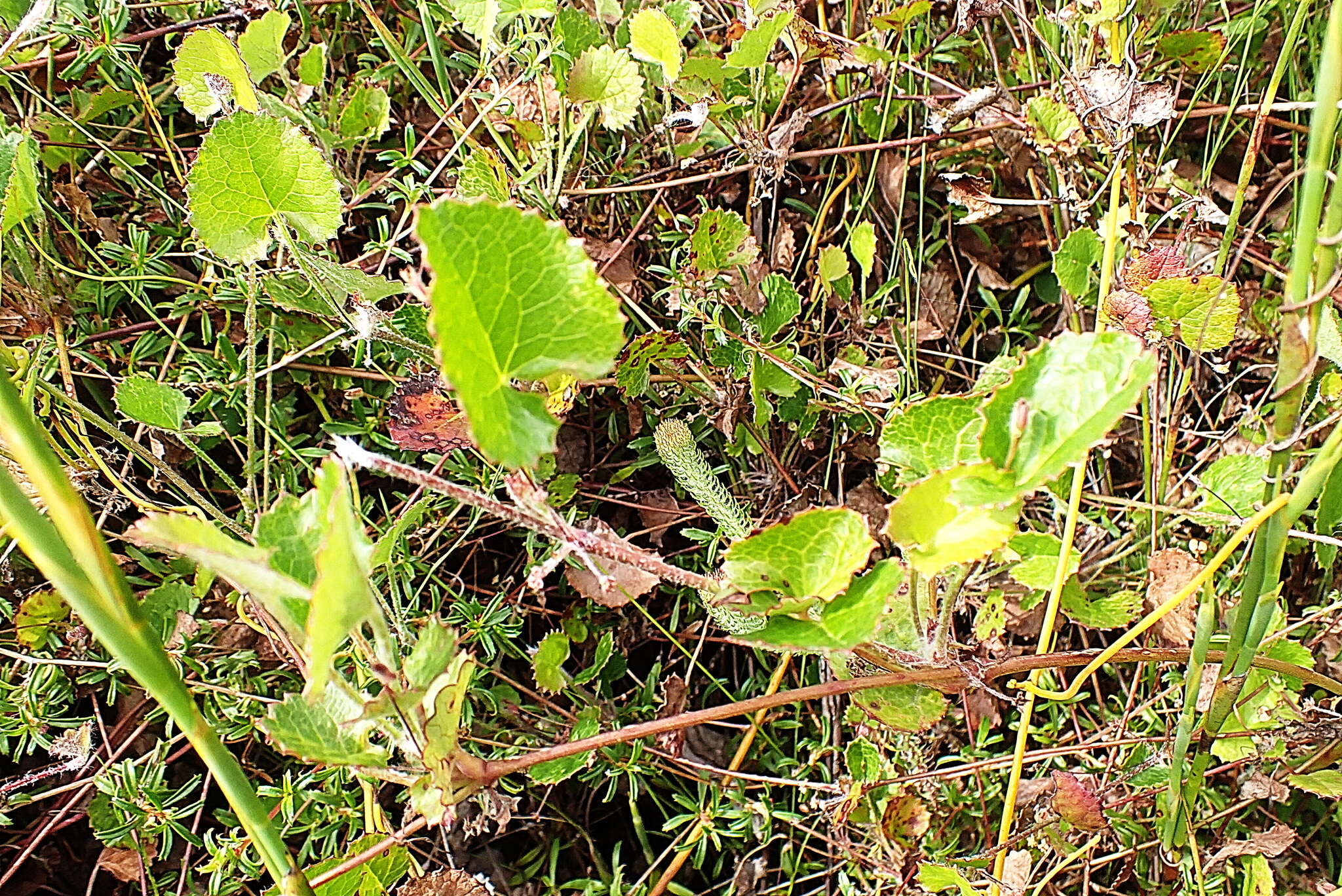 Image of Centella eriantha (Rich.) Drude