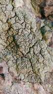 Image of pore lichen