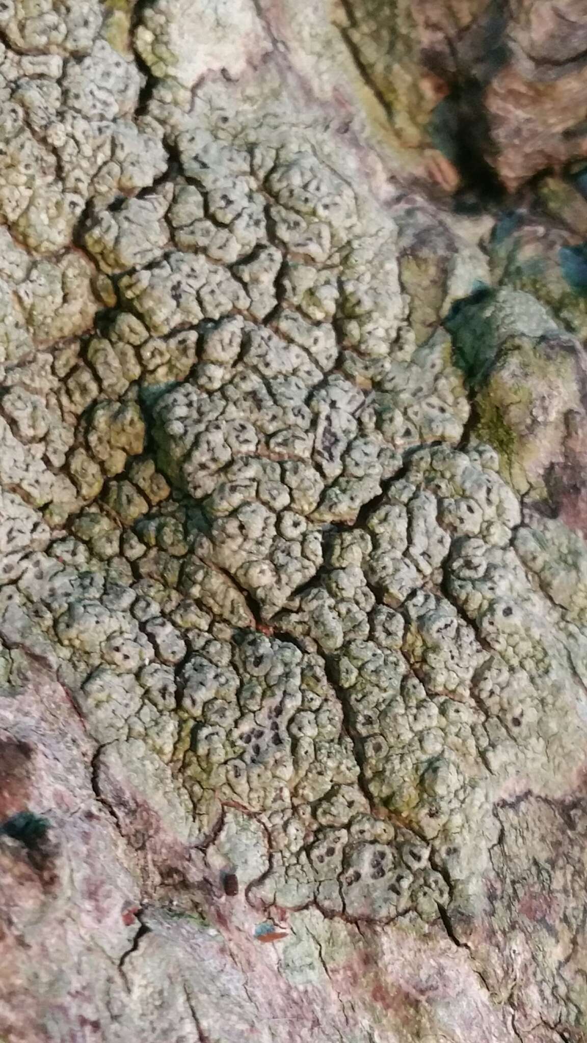 Image of pore lichen