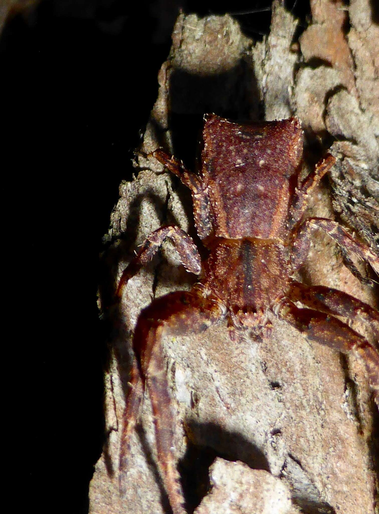 Image of Sidymella angulata (Urquhart 1885)