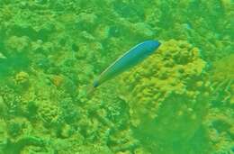 Image of Painted wrasse