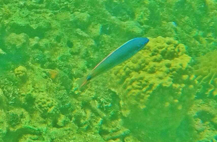 Image of Painted wrasse