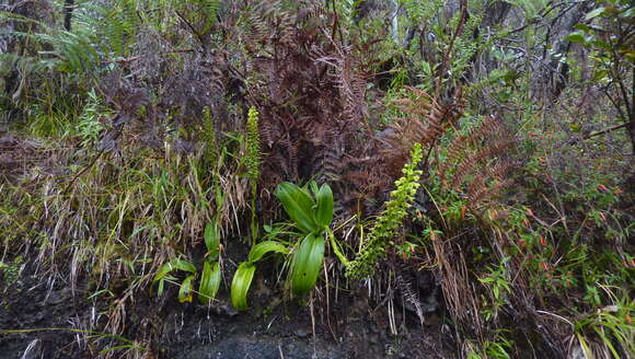 Image of Benthamia chlorantha (Spreng.) Garay & G. A. Romero