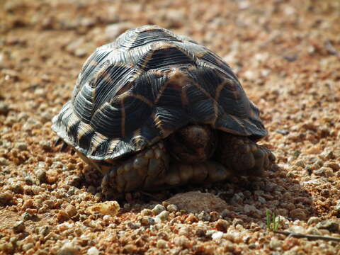 Image of Northern Tent Tortoise