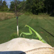 Image of Chinese mantis