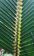 Image of Macrozamia reducta K. D. Hill & D. L. Jones