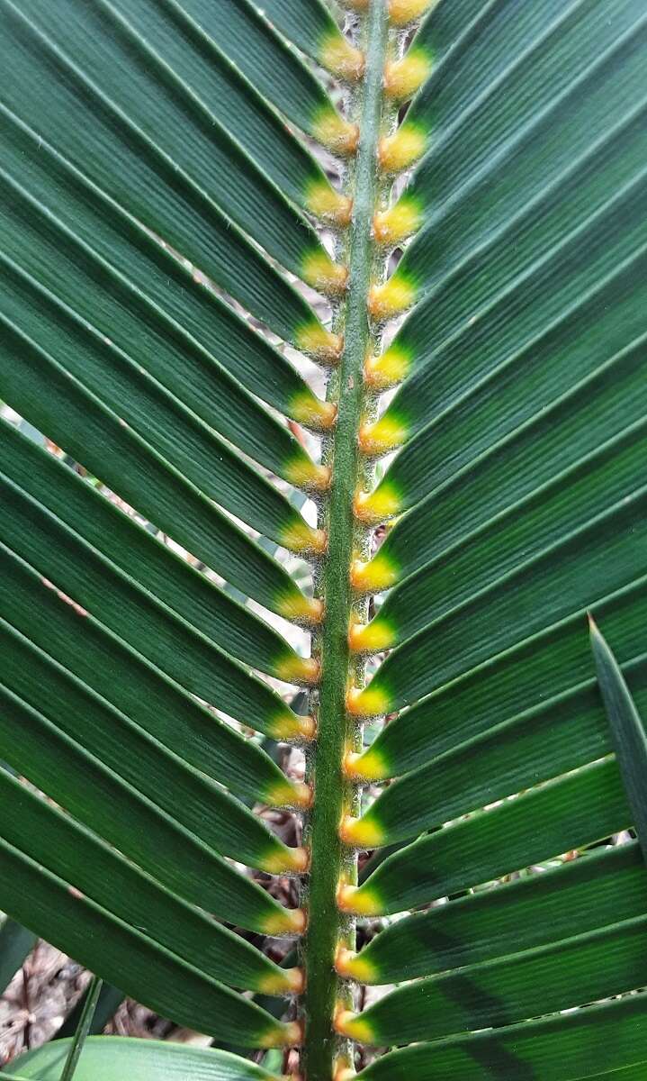 Image of Macrozamia reducta K. D. Hill & D. L. Jones