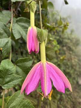 Passiflora coactilis (Mast.) Killip的圖片