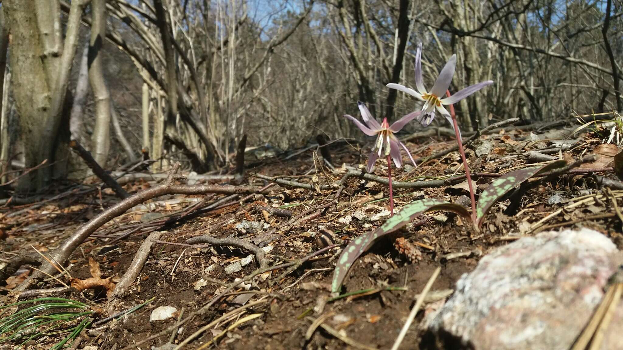 Image of Dog tooth lily