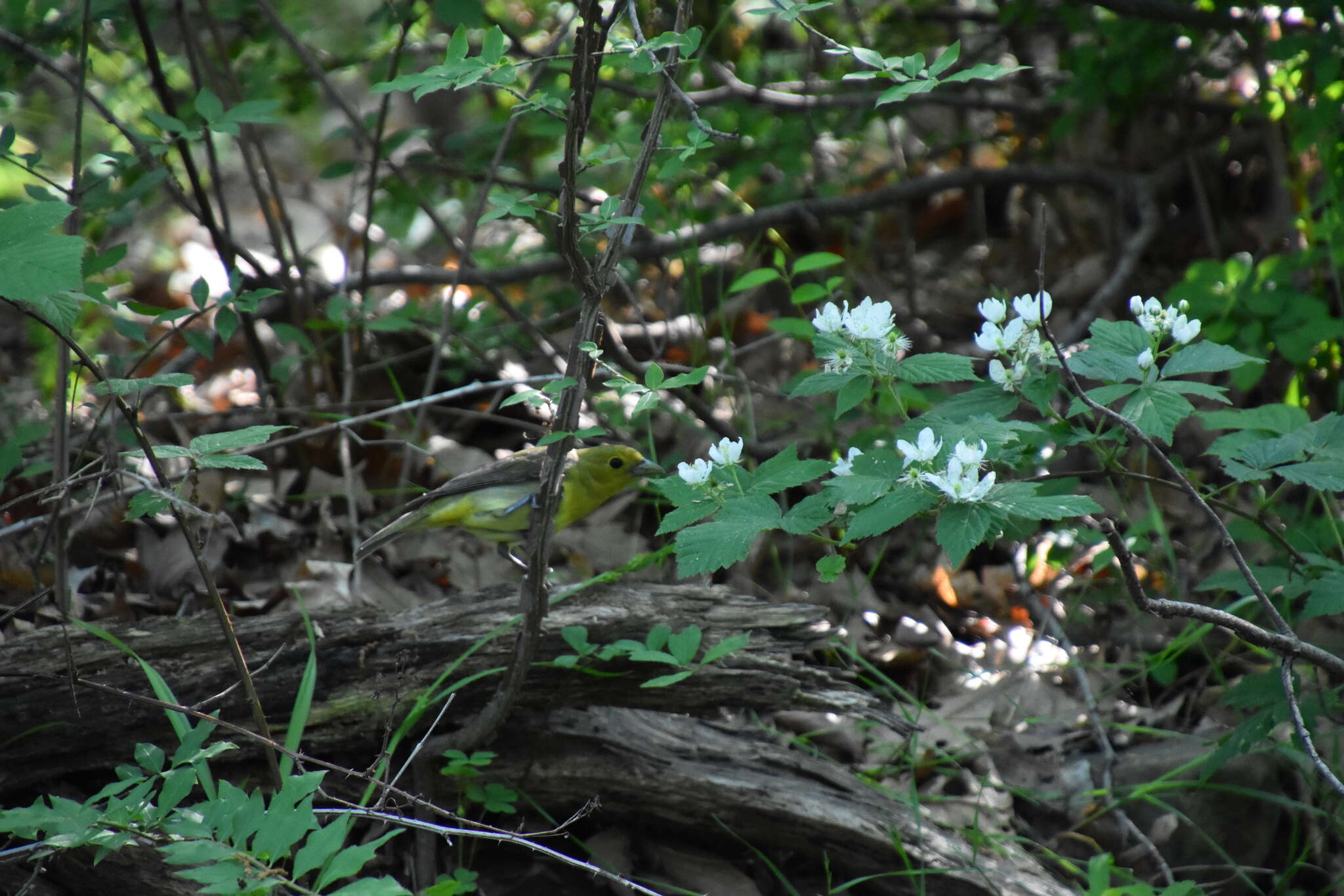 Sivun keltarintavireo kuva