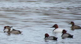 Image of Canvasback