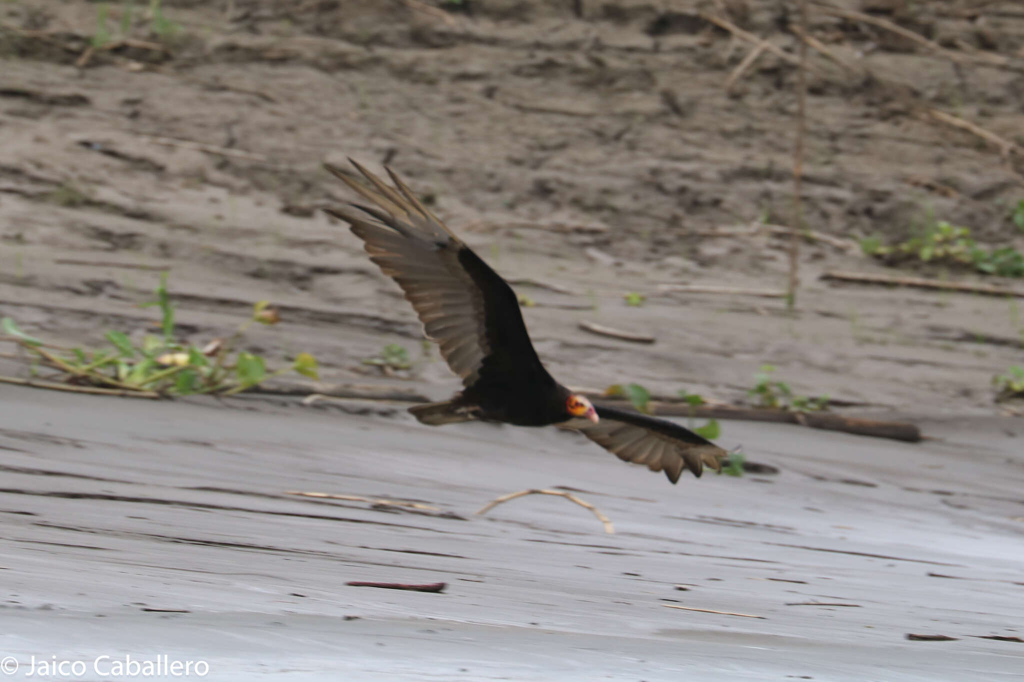 Image of Lesser Yellow-headed Vulture