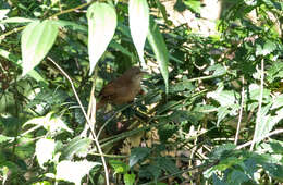 Image of Sepia-brown Wren