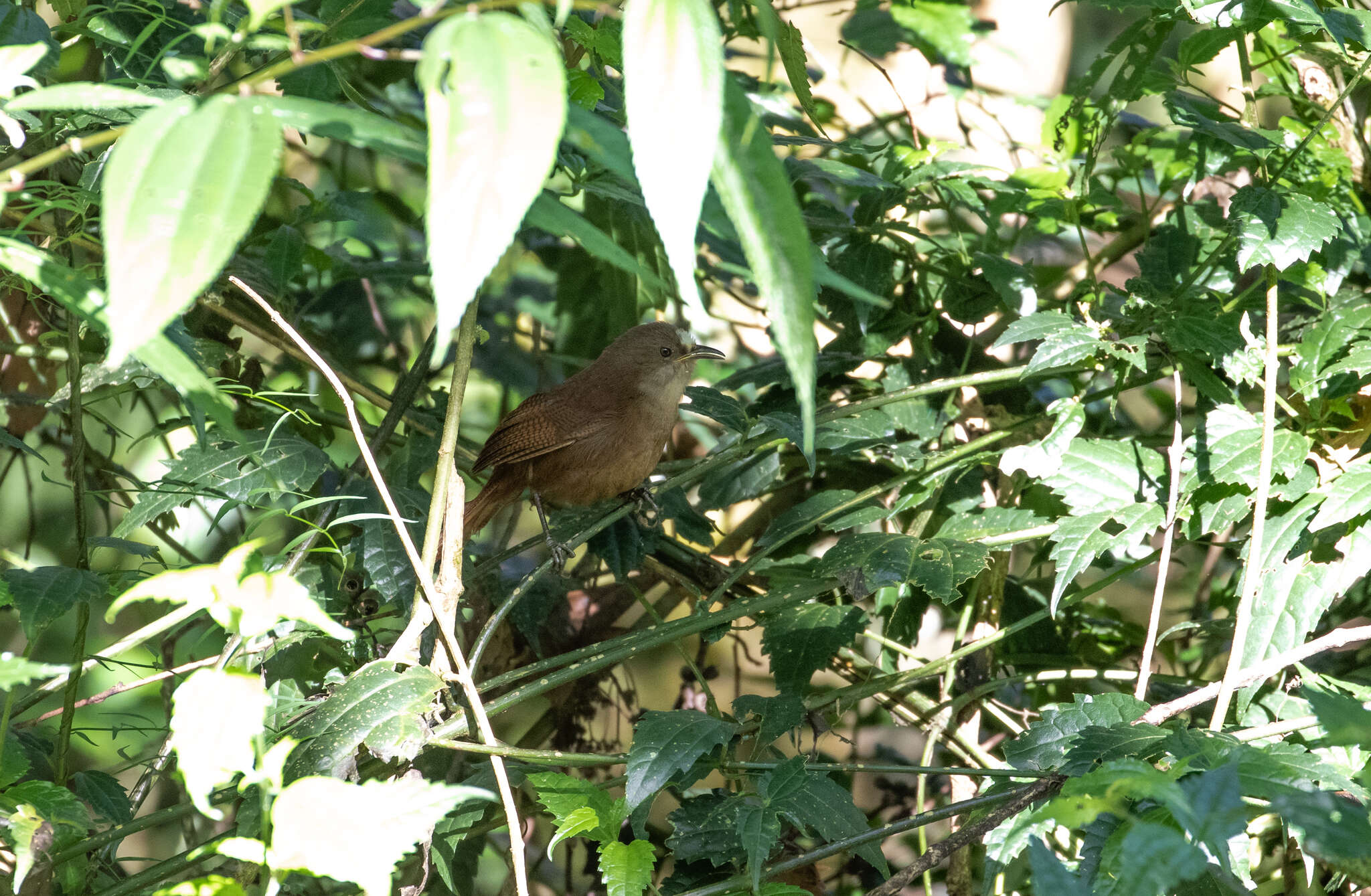 Image of Sepia-brown Wren