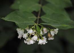 Image of flytrap dogbane