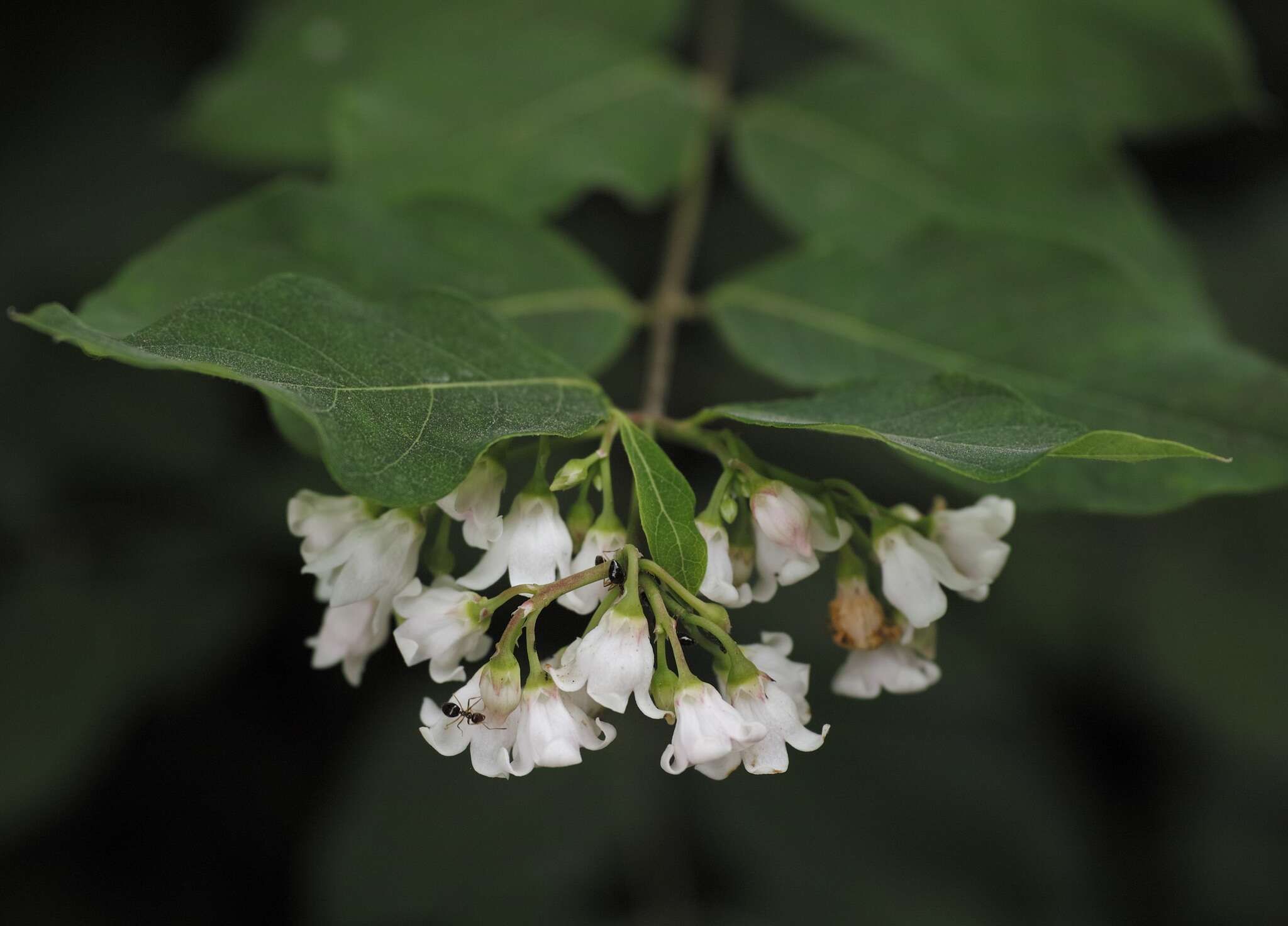 Image of flytrap dogbane