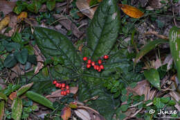 Image of Ardisia primulifolia Gardner & Champ.