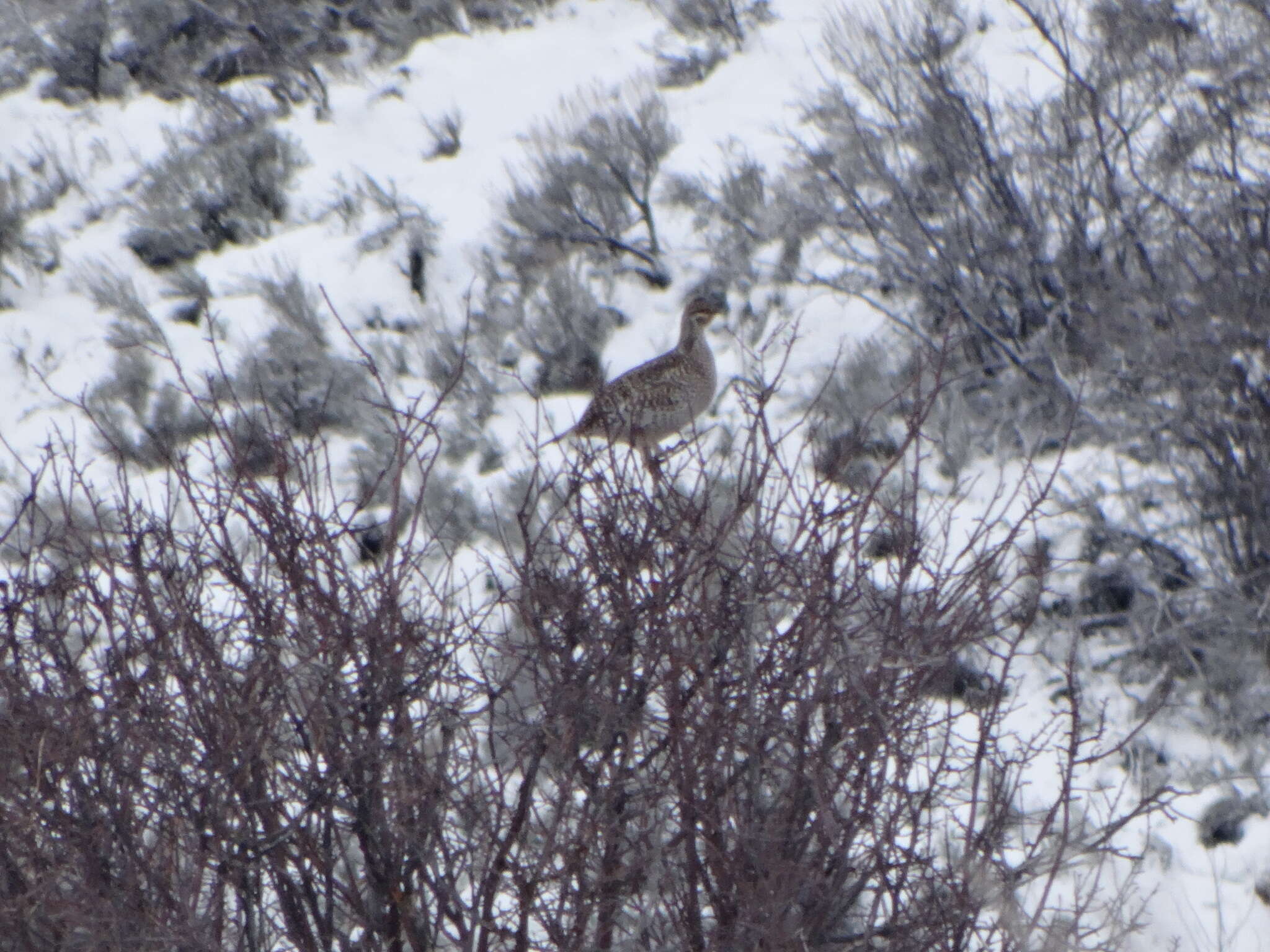 Image of Columbian Sharp-tailed Grouse