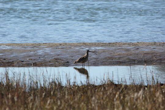 Image of Long-billed Curlew