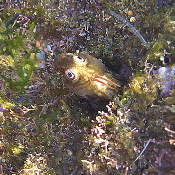 Image of Horned blenny