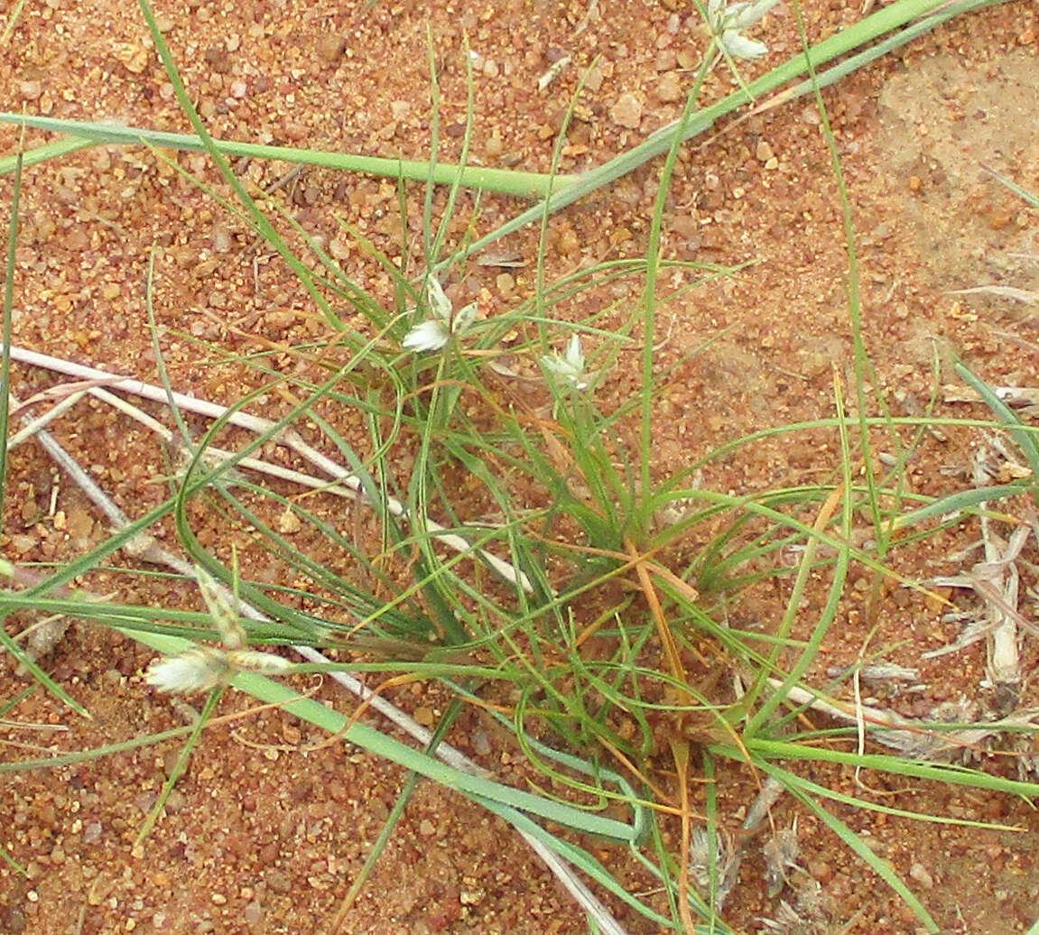 Image of Cyperus margaritaceus Vahl