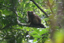 Image of Red-bellied Lemur