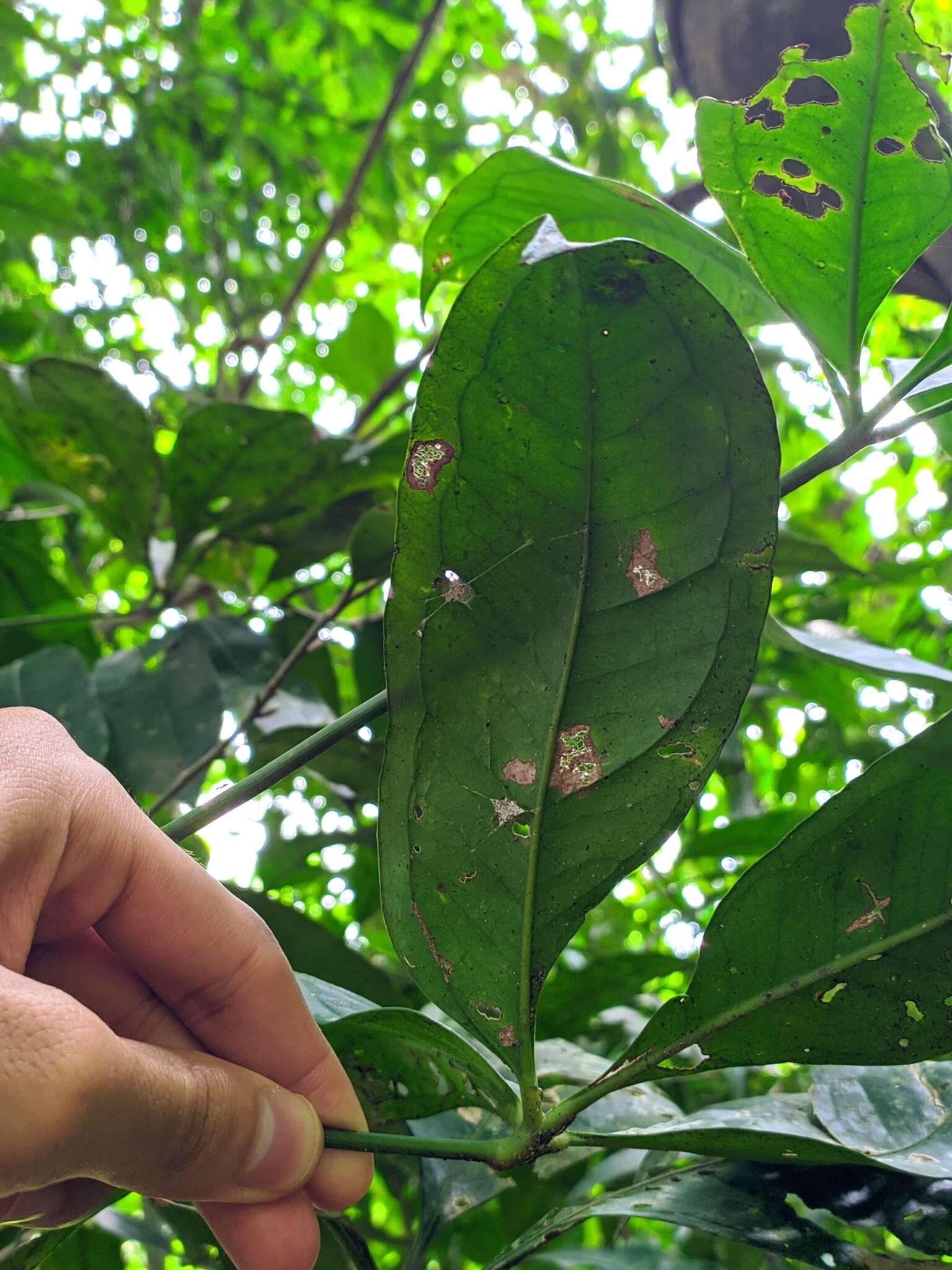 Anthurium pentaphyllum (Aubl.) G. Don的圖片