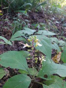 Plancia ëd Collinsonia punctata Elliott