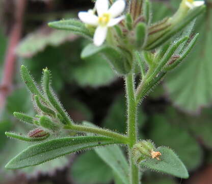 Image of Polycarena silenoides Harv. ex Benth.