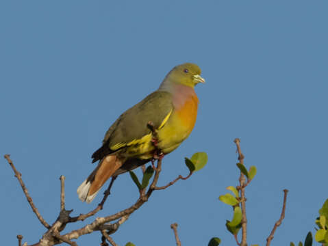Image of Orange-breasted Green Pigeon