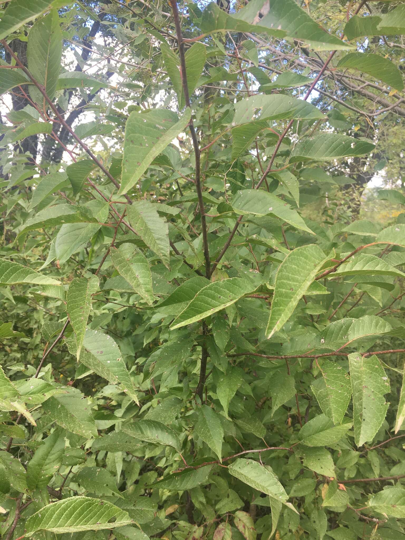 Plancia ëd Prunus munsoniana W. F. Wight & Hedrick