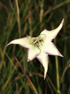 Image of Gladiolus longicollis Baker