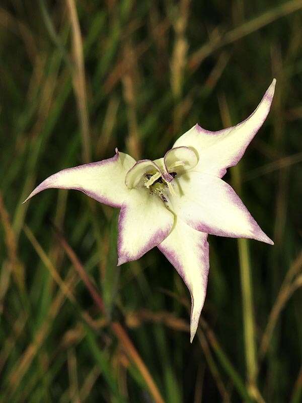 Image of Gladiolus longicollis Baker