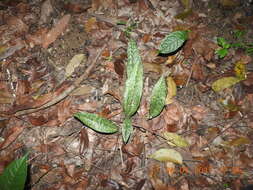 Plancia ëd Oeceoclades maculata (Lindl.) Lindl.