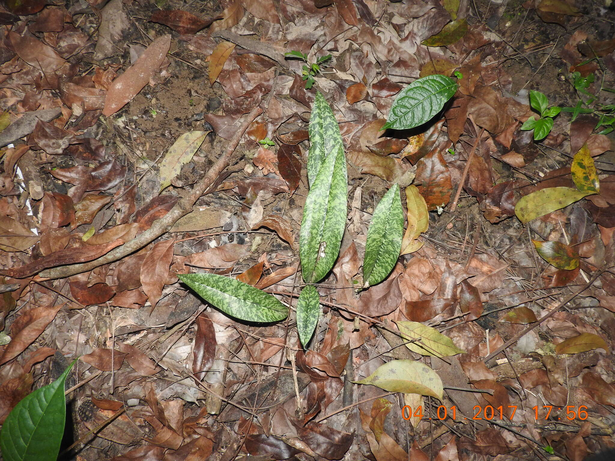 Oeceoclades maculata (Lindl.) Lindl. resmi