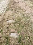 Image of southeastern pocket gopher