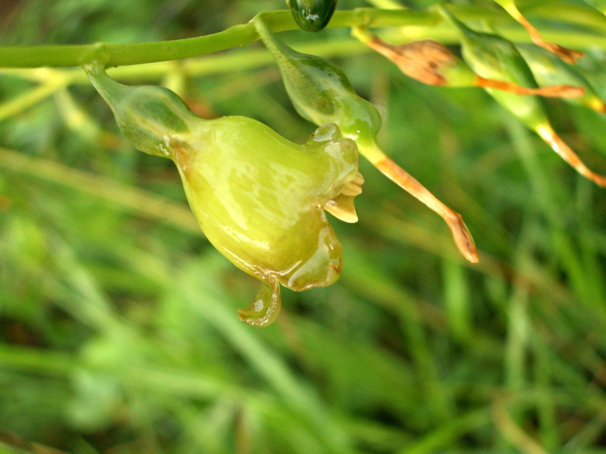 Image of Chelonanthus alatus Standl.