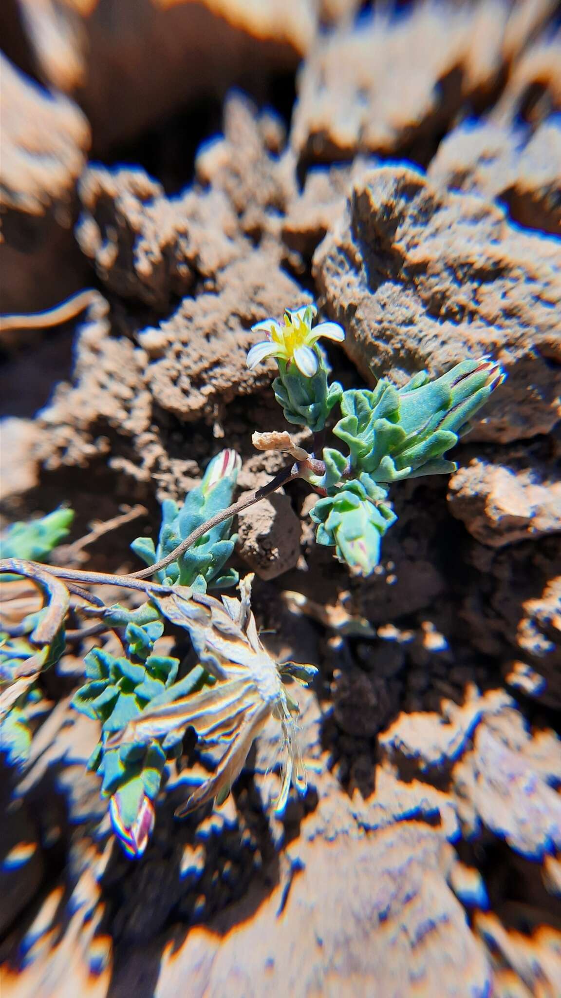 Image of Chaetanthera euphrasioides (DC.) Fr. Meigen