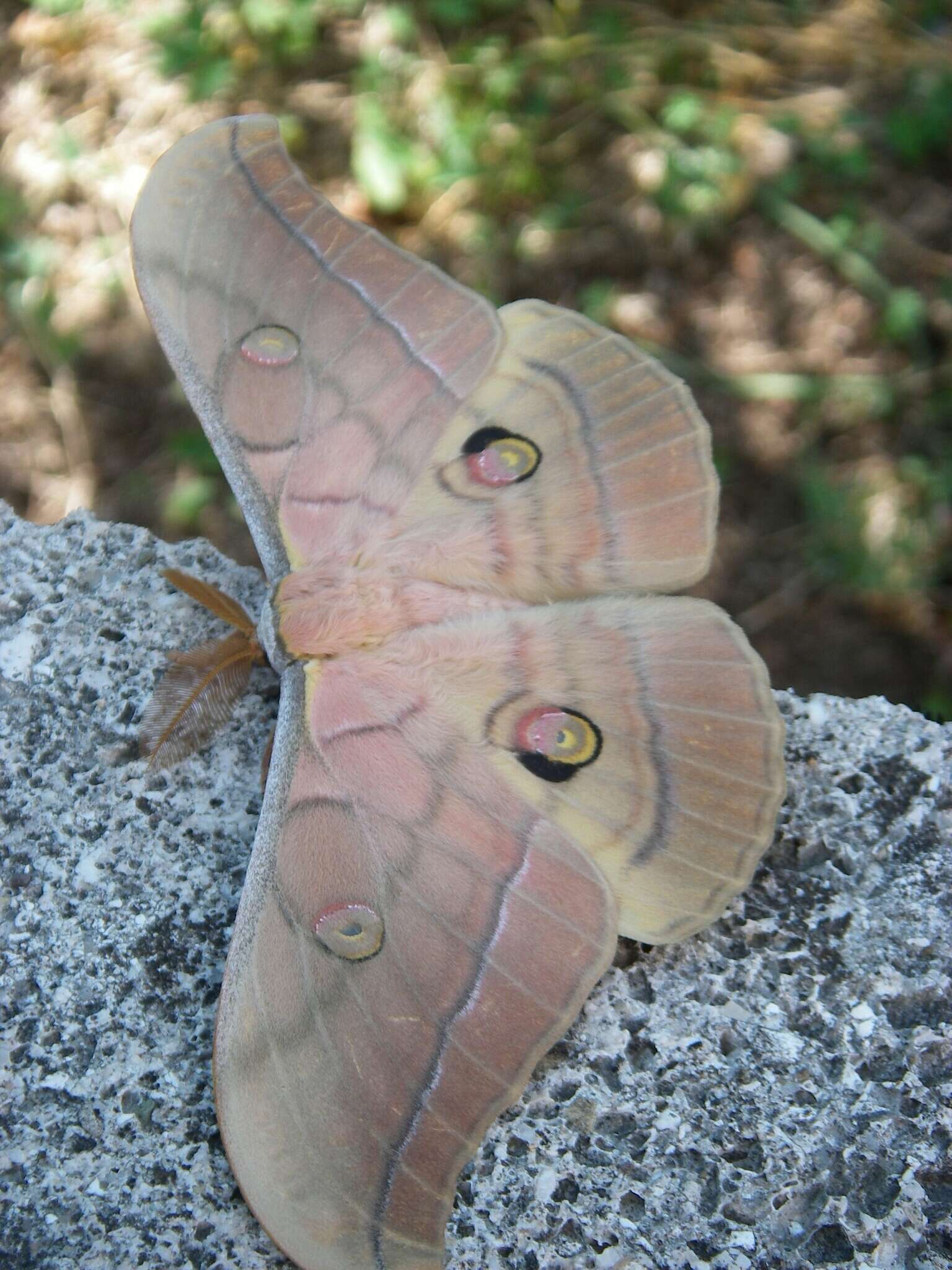 Image of Antheraea yamamai (Guérin-Méneville 1861)