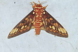 Image of Citheronia equatorialis Bouvier 1927