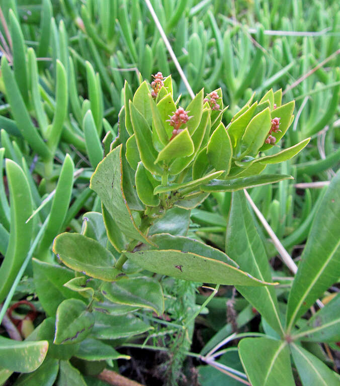 Image of Rhoiacarpos capensis (Harv.) A. DC.