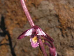 Image de Eulophia hians var. hians