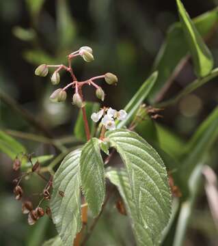 Image of Begonia ulmifolia Willd.