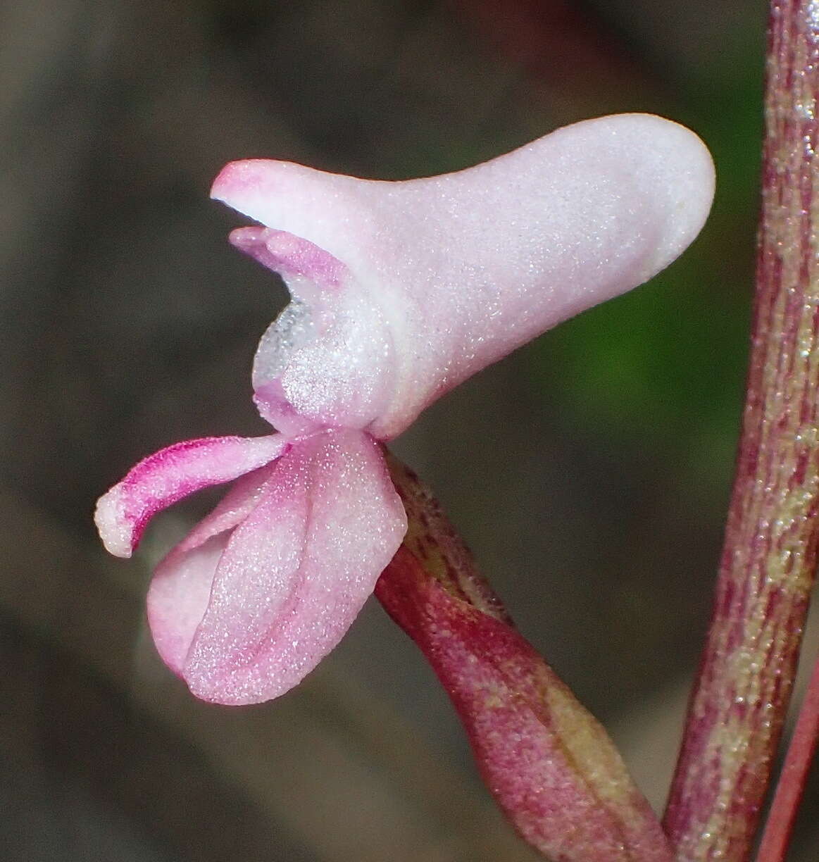 Image of Disa aconitoides subsp. aconitoides