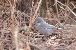 Image of Curruca subcoerulea orpheana (Clancey 1954)